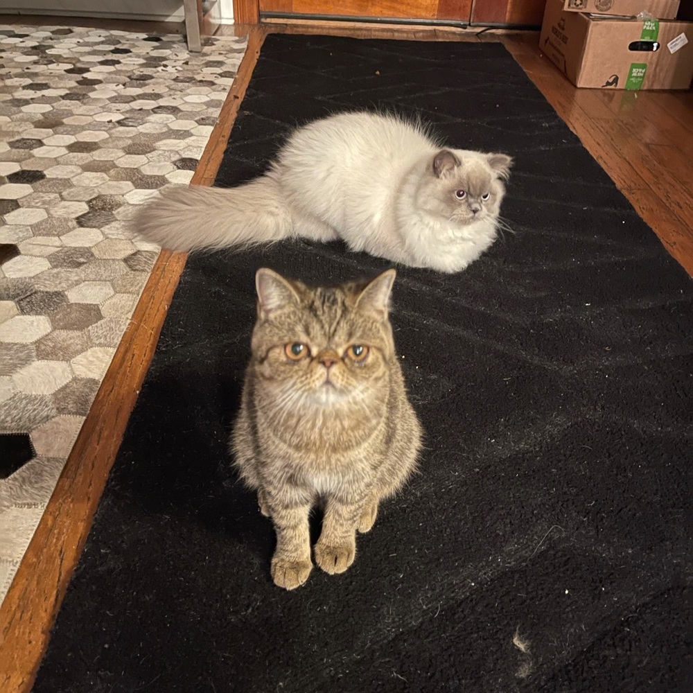 Meet your Posher, Suha